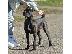 PoulaTo: Cane Corso θηλυκό